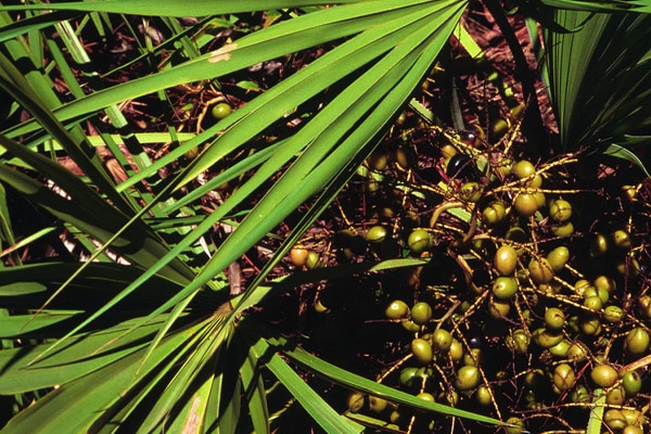 Saw Palmetto Extract